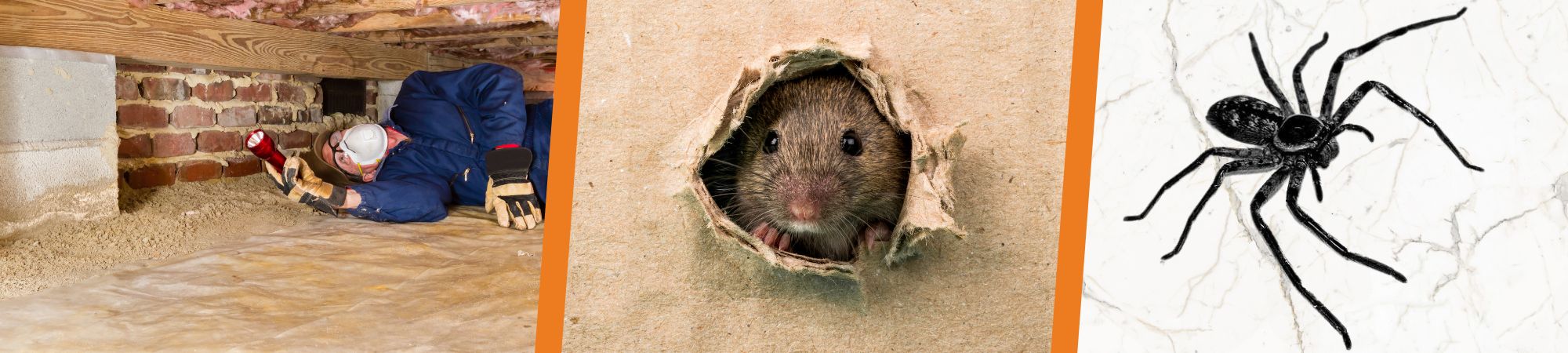 Colstons Pest Control Carrum Downs - Rodent removal Carrum Downs, termite inspections Carrum Downs, rat infestation Carrum Downs