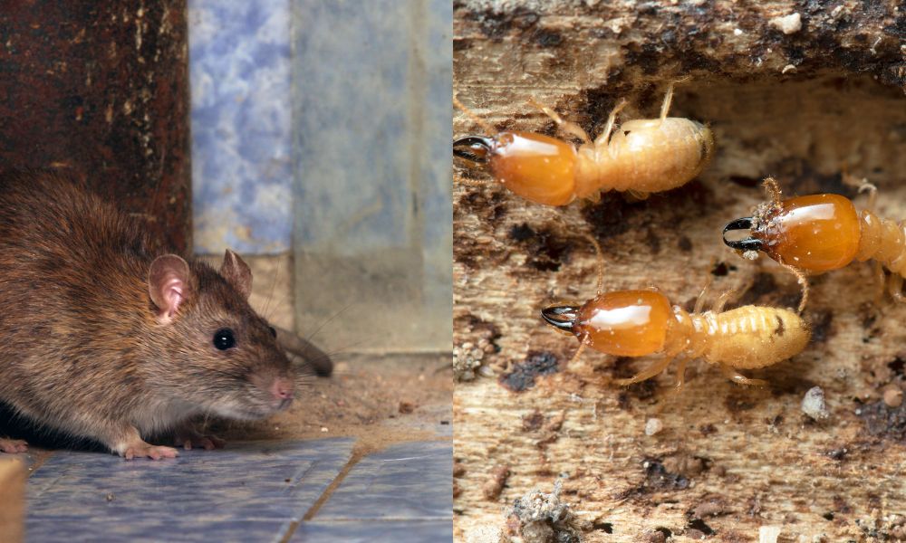 Colstons Pest Control Carrum Downs - Rodent removal Carrum Downs, termite inspections Carrum Downs, rat infestation Carrum Downs