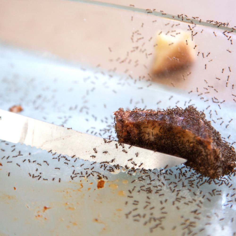 Ant control Frankston - Ant control Carrum Downs - Ant control Mornington Peninsula - Colstons Pest Control Carrum Downs - Removal of ant infestations Frankston