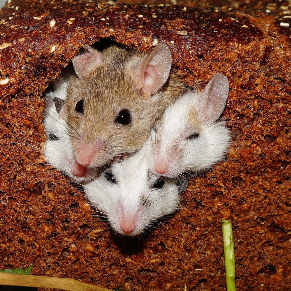 Colstons Pest Control Carrum Downs - Pest control Dandenong - Rat removal Dandenong - Termite inspections Dandenong - Pre-construction inspections Dandenong