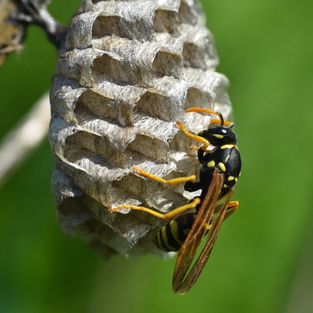 Colstons Pest Control Carrum Downs - Pest control Frankston - removal of wasps Frankston - Ant infestation removal Frankston - Termite Inspections Frankston - Termite Treatments Frankston