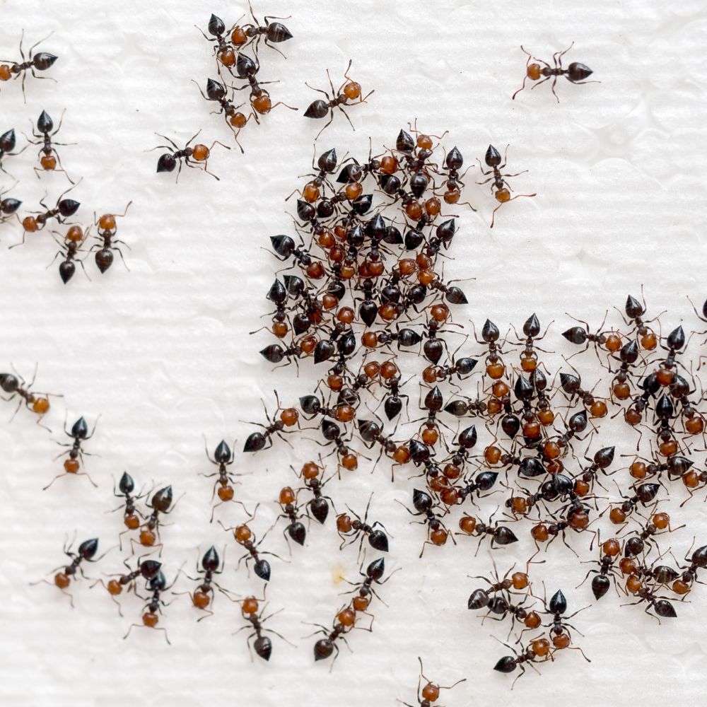 Colstons Pest Control Mornington Peninsula - Ant removal Mornington Peninsula - Ant removal Carrum Downs - Control control solutions Mornington Peninsula