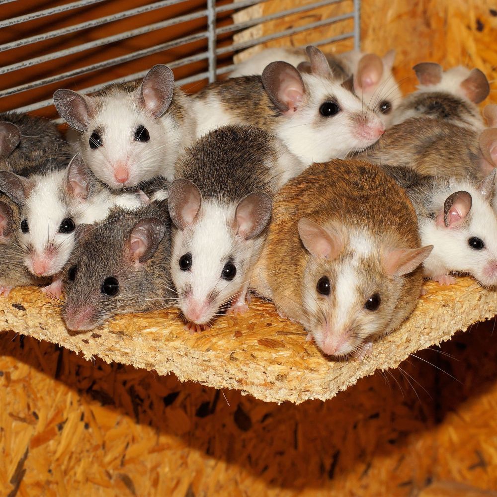 Colstons Pest Control Mornington Peninsula - Rodent pest control Mornington Peninsula - Bee removal Mornington Peninsula
