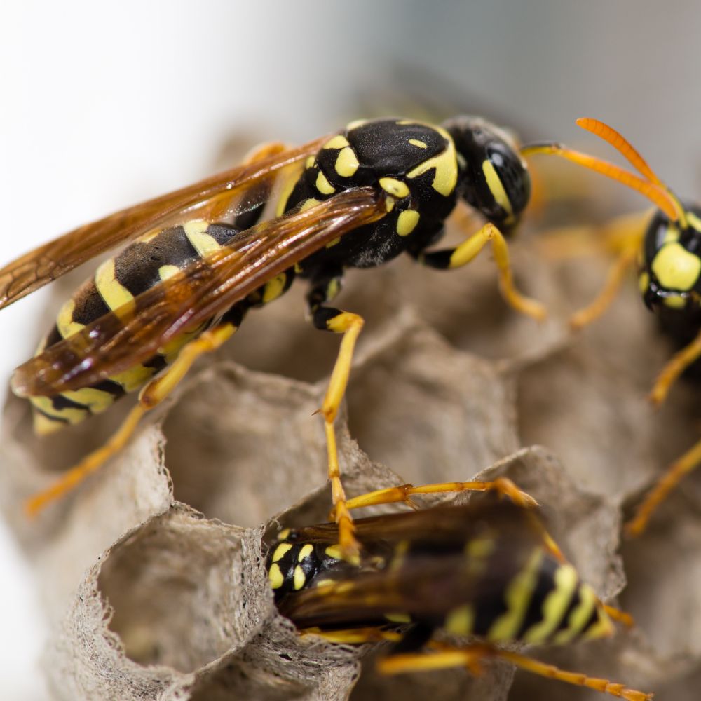 Colstons Pest Control Mornington Peninsula - Wasp removal Mornington Peninsula - Bee removal Mornington Peninsula- Pest control solutions Mornington Peninsula