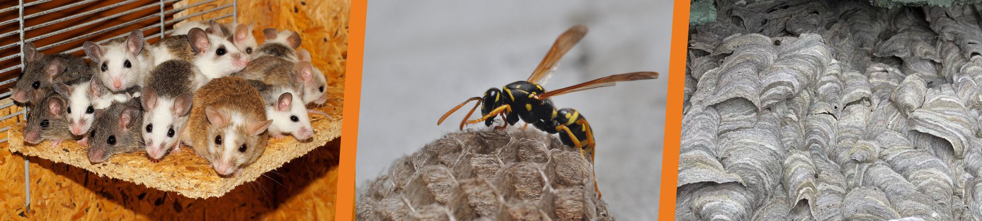 Colston's Pest control Carrum Downs - Pest control Frankston - Bee removal Frankston - Spider removal Frankston - Ant infestation Frankston - Termite Inspections Frankston - Termite Treatment Frankston