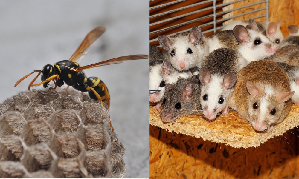 Colston's Pest control Carrum Downs - Pest control Frankston - Spider removal Frankston - Ant infestation Frankston - Termite Inspections Frankston - Termite Treatment Frankston 2 Colstons Pest Control, pest control, residential pest control, residential pest control solutions, commercial pest control, spider control, spider control solutions, ant control, termite inspections, termite treatments, termite removal, termite removal service, removal of bees, bee removal, wasp removal, removal of wasps, pest management, pest control solutions, pest management solutions, pet friendly pest control, termite removal, rodent removal, rodent pest management, rats removal, mice removal, rodent maintenance treatment, pest inspections, Colstons Pest Control Carrum Downs, pest control Carrum Downs, residential pest control Carrum Downs, residential pest control solutions Carrum Downs, commercial pest control Carrum Downs, spider control Carrum Downs, spider control solutions Carrum Downs, ant control Carrum Downs, termite inspections Carrum Downs, termite treatments Carrum Downs, termite removal Carrum Downs, termite removal service Carrum Downs, removal of bees Carrum Downs, bee removal Carrum Downs, wasp removal Carrum Downs, removal of wasps Carrum Downs, pest management Carrum Downs, pest control solutions Carrum Downs, pest management solutions Carrum Downs, pet friendly pest control Carrum Downs, termite removal Carrum Downs, rodent removal Carrum Downs, rodent pest management Carrum Downs, rats removal Carrum Downs, mice removal Carrum Downs, rodent maintenance treatment Carrum Downs, pest inspections Carrum Downs, Colstons Pest Control Carrum Downs, pest control Mornington Peninsula, residential pest control Mornington Peninsula, residential pest control solutions Mornington Peninsula, commercial pest control Mornington Peninsula, spider control Mornington Peninsula, spider control solutions Mornignton Peninsula, ant control Mornington Peninsula, termite inspections Mornington Peninsula, termite treatments Mornington Peninsula, termite removal Mornington Peninsula, termite removal service Mornington Peninsula, removal of bees Mornington Peninsula, bee removal Mornington Peninsula, wasp removal Mornington Peninsula, removal of wasps Mornington Peninsula, pest management Mornington Peninsula, pest control solutions Mornington Peninsula, pest management solutions Mornington Peninsula, pet friendly pest control Mornington Peninsula, termite removal Mornington Peninsula, rodent removal Mornington Peninsula, rodent pest management Mornington Peninsula, rats removal Mornington Peninsula, mice removal Mornington Peninsula, rodent maintenance treatment Mornington Peninsula, pest inspections Mornington Peninsula, Colstons Pest Control, Colston's pest control Carrum Downs, residential pest control Seaford, residential pest control solutions Seaford, commercial pest control Seaford, spider control Seaford, spider control solutions Seaford, ant control Seaford, termite inspections Seaford, termite treatments Seaford, termite removal Seaford, termite removal service Seaford, removal of bees Seaford, bee removal Seaford, wasp removal Seaford, removal of wasps Seaford, pest management Seaford, pest control solutions Seaford, pest management solutions Seaford, pet friendly pest control Seaford, termite removal Seaford, rodent removal Seaford, rodent pest management Seaford, rats removal Seaford, mice removal Seaford, rodent maintenance treatment Seaford, pest inspections Seaford,