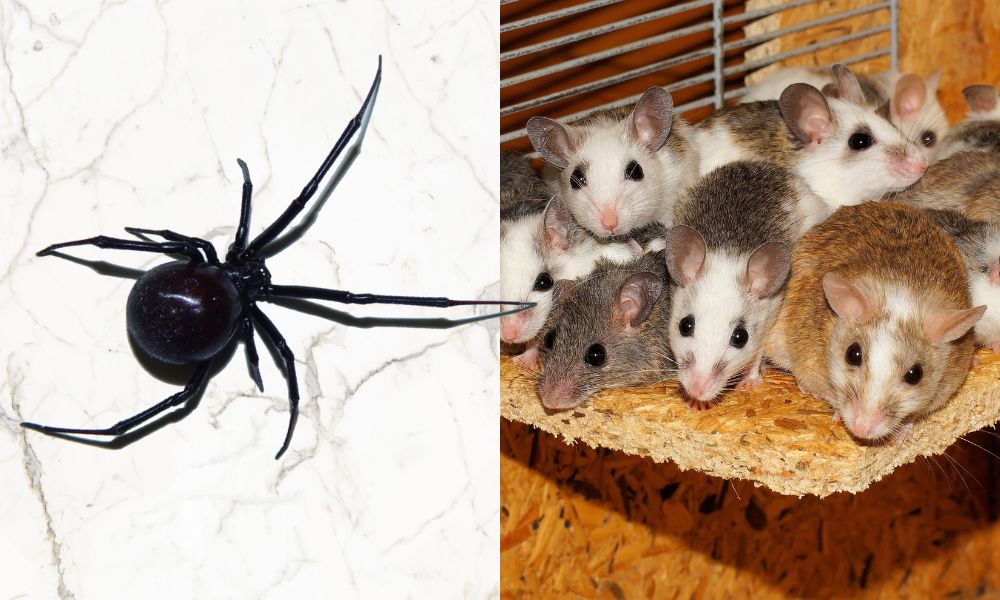 Pest control Dandenong - Colstons Pest Control Carrum Downs - Rodent removal Dandenong - Bee removal Dandenong - Spider removal Dandenong - Termite Inspection Dandenong Colstons Pest Control, pest control, residential pest control, residential pest control solutions, commercial pest control, spider control, spider control solutions, ant control, termite inspections, termite treatments, termite removal, termite removal service, removal of bees, bee removal, wasp removal, removal of wasps, pest management, pest control solutions, pest management solutions, pet friendly pest control, termite removal, rodent removal, rodent pest management, rats removal, mice removal, rodent maintenance treatment, pest inspections, Colstons Pest Control Carrum Downs, pest control Carrum Downs, residential pest control Carrum Downs, residential pest control solutions Carrum Downs, commercial pest control Carrum Downs, spider control Carrum Downs, spider control solutions Carrum Downs, ant control Carrum Downs, termite inspections Carrum Downs, termite treatments Carrum Downs, termite removal Carrum Downs, termite removal service Carrum Downs, removal of bees Carrum Downs, bee removal Carrum Downs, wasp removal Carrum Downs, removal of wasps Carrum Downs, pest management Carrum Downs, pest control solutions Carrum Downs, pest management solutions Carrum Downs, pet friendly pest control Carrum Downs, termite removal Carrum Downs, rodent removal Carrum Downs, rodent pest management Carrum Downs, rats removal Carrum Downs, mice removal Carrum Downs, rodent maintenance treatment Carrum Downs, pest inspections Carrum Downs, Colstons Pest Control Carrum Downs, pest control Mornington Peninsula, residential pest control Mornington Peninsula, residential pest control solutions Mornington Peninsula, commercial pest control Mornington Peninsula, spider control Mornington Peninsula, spider control solutions Mornignton Peninsula, ant control Mornington Peninsula, termite inspections Mornington Peninsula, termite treatments Mornington Peninsula, termite removal Mornington Peninsula, termite removal service Mornington Peninsula, removal of bees Mornington Peninsula, bee removal Mornington Peninsula, wasp removal Mornington Peninsula, removal of wasps Mornington Peninsula, pest management Mornington Peninsula, pest control solutions Mornington Peninsula, pest management solutions Mornington Peninsula, pet friendly pest control Mornington Peninsula, termite removal Mornington Peninsula, rodent removal Mornington Peninsula, rodent pest management Mornington Peninsula, rats removal Mornington Peninsula, mice removal Mornington Peninsula, rodent maintenance treatment Mornington Peninsula, pest inspections Mornington Peninsula, Colstons Pest Control, Colston's pest control Carrum Downs, residential pest control Seaford, residential pest control solutions Seaford, commercial pest control Seaford, spider control Seaford, spider control solutions Seaford, ant control Seaford, termite inspections Seaford, termite treatments Seaford, termite removal Seaford, termite removal service Seaford, removal of bees Seaford, bee removal Seaford, wasp removal Seaford, removal of wasps Seaford, pest management Seaford, pest control solutions Seaford, pest management solutions Seaford, pet friendly pest control Seaford, termite removal Seaford, rodent removal Seaford, rodent pest management Seaford, rats removal Seaford, mice removal Seaford, rodent maintenance treatment Seaford, pest inspections Seaford,
