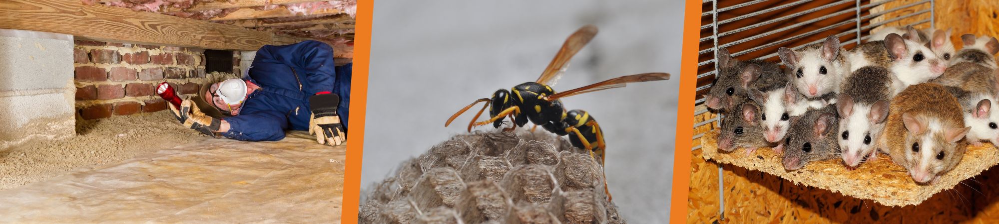 Pest control Dandenong - Colstons Pest Control Carrum Downs - Rodent removal Dandenong - Bee removal Dandenong - Spider removal Dandenong