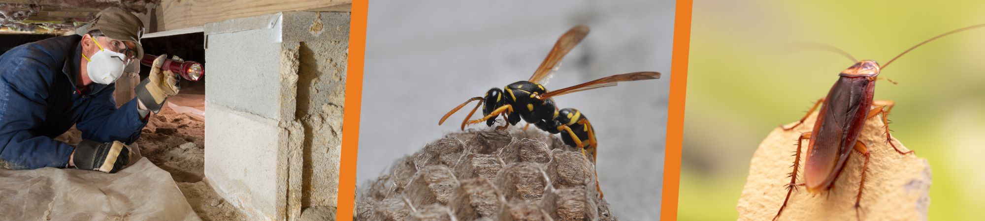 Pest control Mornington Peninsula - Colstons Pest Control Mornington Peninsula - Cockroach removal Mornington Peninsula - Bee removal Mornington Peninsula- Wasp removal Mornington Peninsula