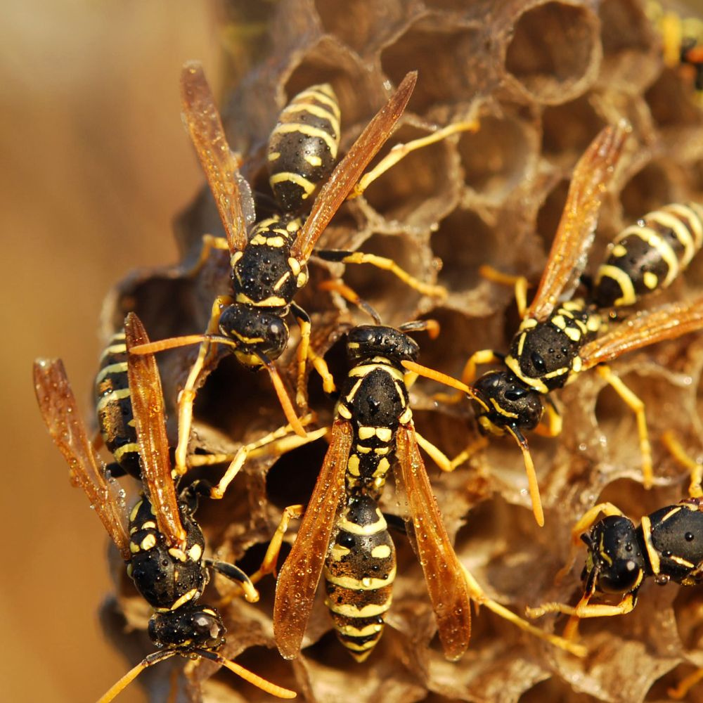 Removal of wasps Dandenong - Pest control Dandenong - Removal of rats Dandenong - Spider removal Dandenong - Removal of ants Dandenong