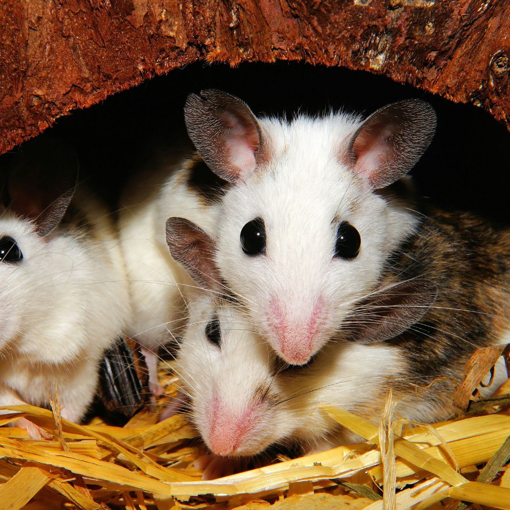 Rodent control Frankston - Rodent control Mornington Peninsula - Rodent control Dandenong - Rodent control Carrum Downs - Colstons Pest Control