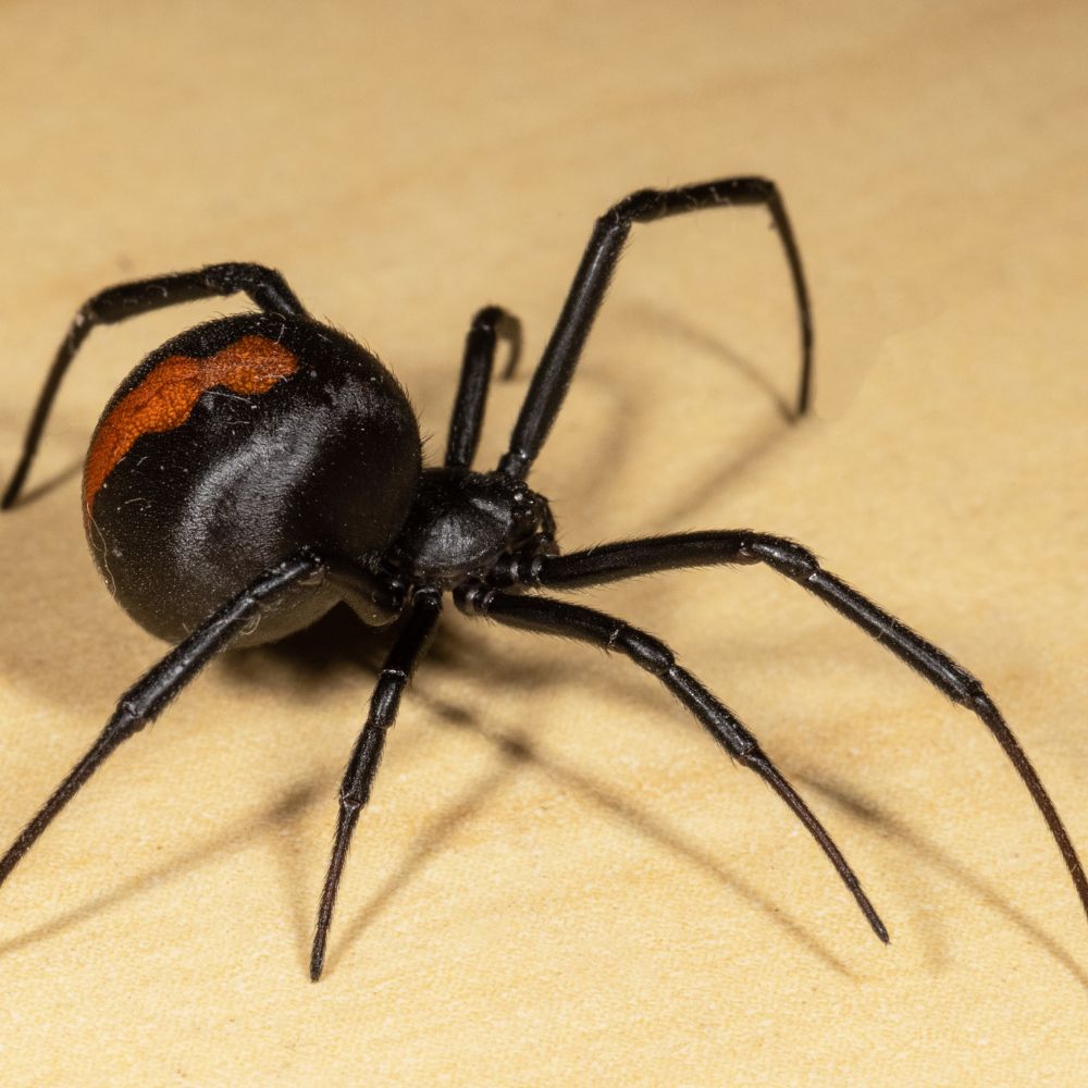 Spider removal Dandenong - Pest control solutions Dandenong - Pest control Dandenong - Rodent removal Dandenong - Ant infestation Dandenong - Colston's Pest Control