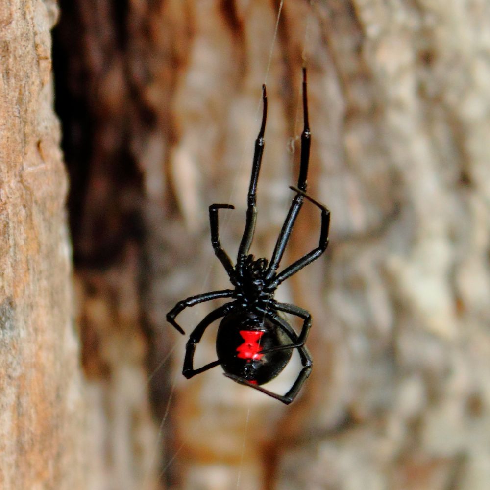 Spider removal Frankston - Spider control Frankston - Pest control solutions Frankston - Pest control Frankston - Rodent removal Frankston - Ant infestation Frankston